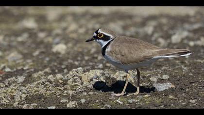 Halkalı küçük cılıbıt