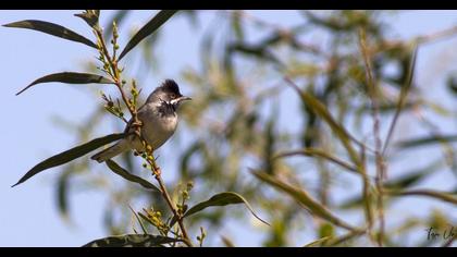 Karaboğazlı ötleğen