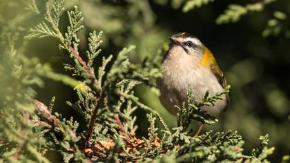 Sürmeli çalıkuşu