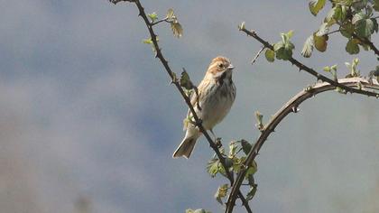 Bataklık Kirazkuşu