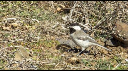 Akyanaklı baştankara