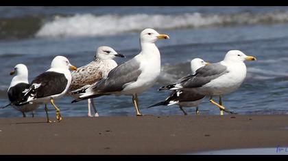 Van gölü martısı