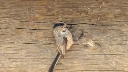 Uzunkuyruklu baştankara