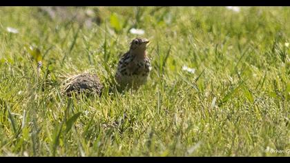 Kızılgerdanlı incirkuşu