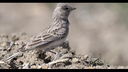 Türkistan çorak toygarı