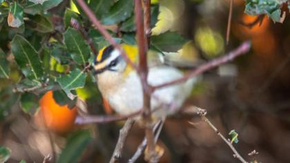 Sürmeli çalıkuşu