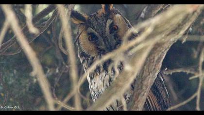 Kulaklı orman baykuşu