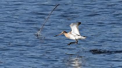 Black-tailed Godwit