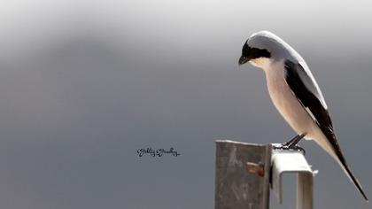 Karaalınlı örümcekkuşu