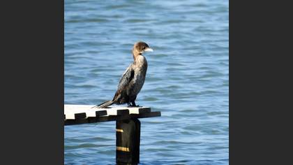 Pygmy Cormorant