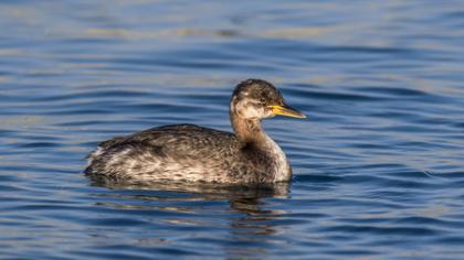 Kızılboyunlu batağan
