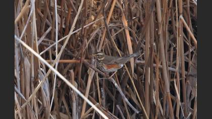 Redwing