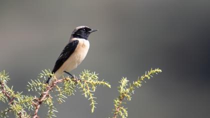 Karakulaklı kuyrukkakan
