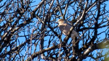 Hawfinch