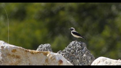 Karakulaklı kuyrukkakan
