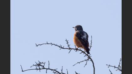 Common Rock Thrush
