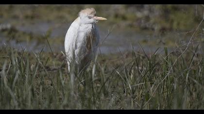 Sığır balıkçılı
