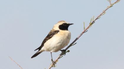 Karakulaklı kuyrukkakan