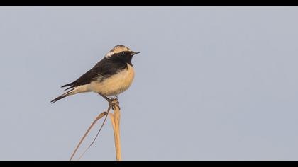Kıbrıs kuyrukkakanı