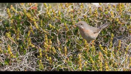 Bıyıklı ötleğen