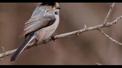 Uzunkuyruklu baştankara