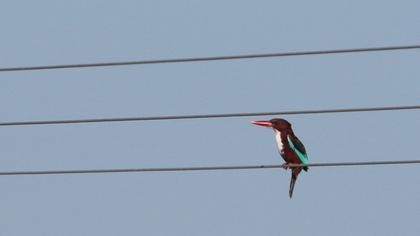 İzmir yalıçapkını