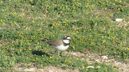Little Ringed Plover