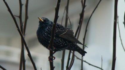 Common Starling