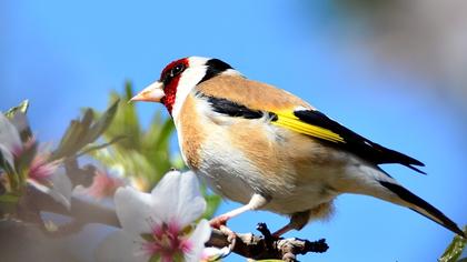 European Goldfinch