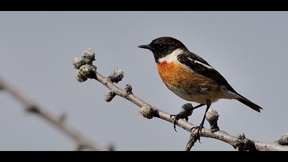 European Stonechat