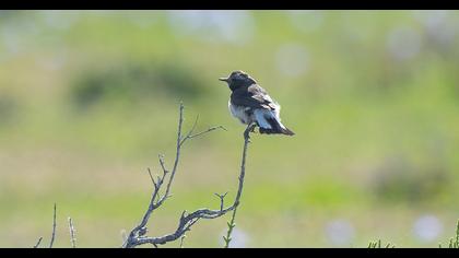 Cyprus Wheatear