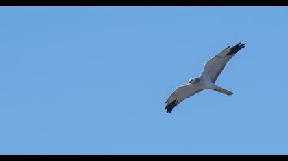 Pallid Harrier