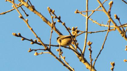 Uzunkuyruklu baştankara