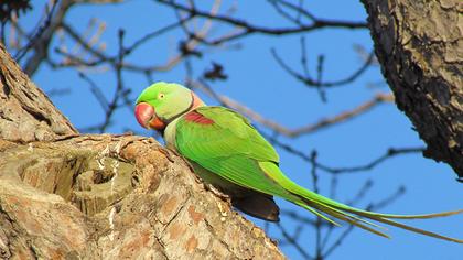 İskender papağanı