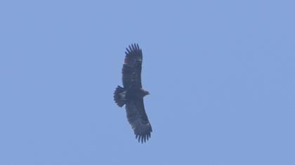 Büyük orman kartalı