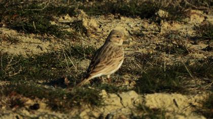 Türkistan çorak toygarı