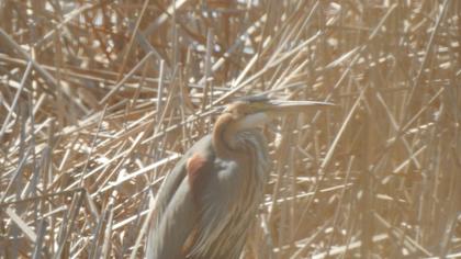 Erguvani balıkçıl
