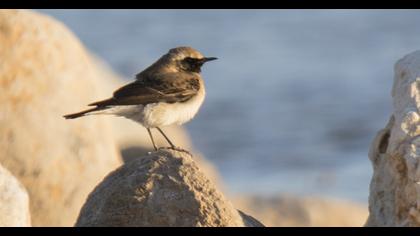 Karakulaklı kuyrukkakan