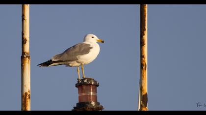 Van gölü martısı