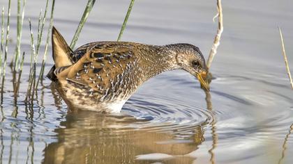 Spotted Crake