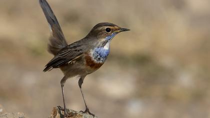 Bluethroat
