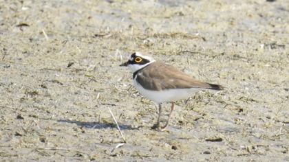 Halkalı küçük cılıbıt