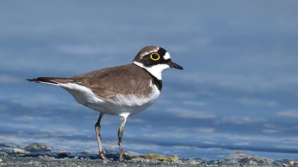 Halkalı küçük cılıbıt