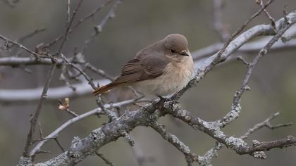 Common Redstart