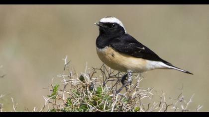 Kıbrıs kuyrukkakanı