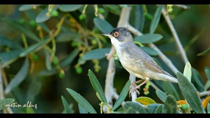 Pembegöğüslü ötleğen
