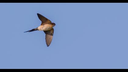 Kızıl kırlangıç