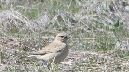 Karakulaklı kuyrukkakan