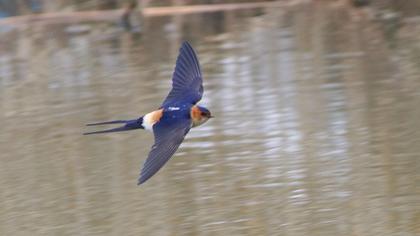 Kızıl kırlangıç