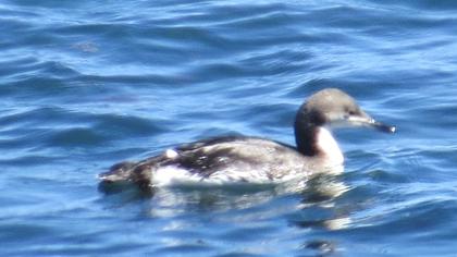 Karagerdanlı dalgıç